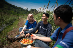 TaniHub employees chatting at a tomato farm