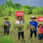 Pinduoduo rice farmers