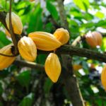 Cocoa pods on the tree