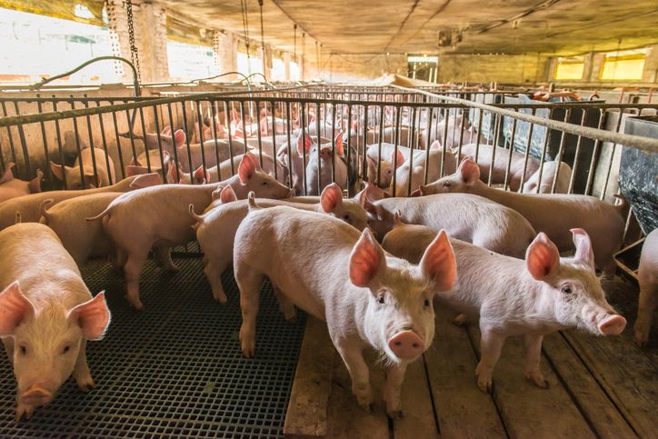 Culling 150,000 healthy pigs shouldn't 'just happen', Mr Johnson