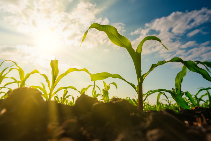 Bayer, Bushel & AWS launch carbon measurement tool for US farmers