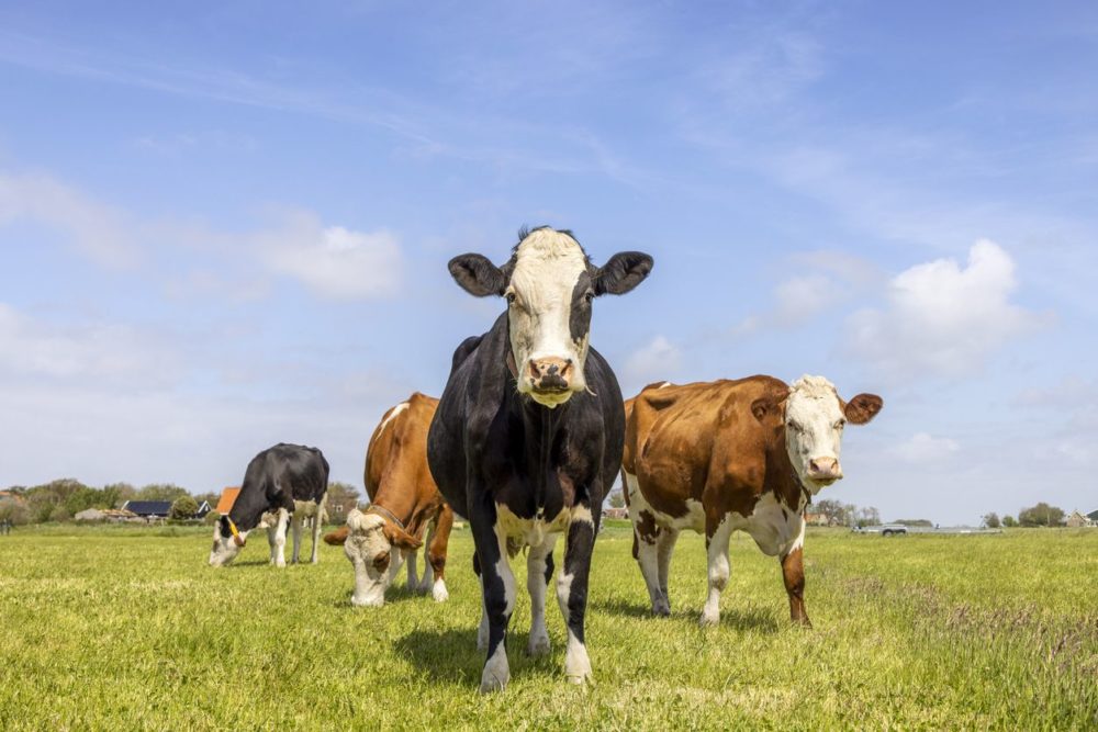 Cows grazing in a field. Tackling carbon emissions requires hard data says SEBI-Livestock
