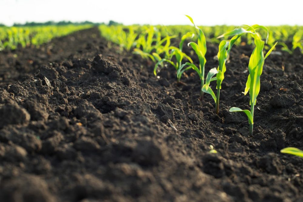 Anuvia aims to have its biofertilizer on 20m farm acres by 2025