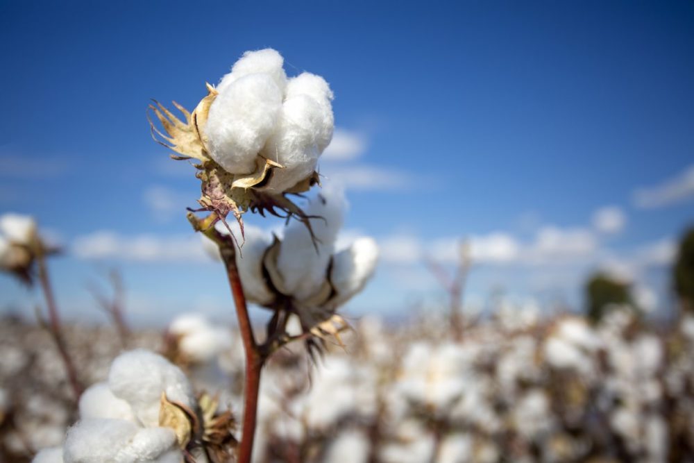 Cargill começará a pagar prêmios aos produtores de algodão
