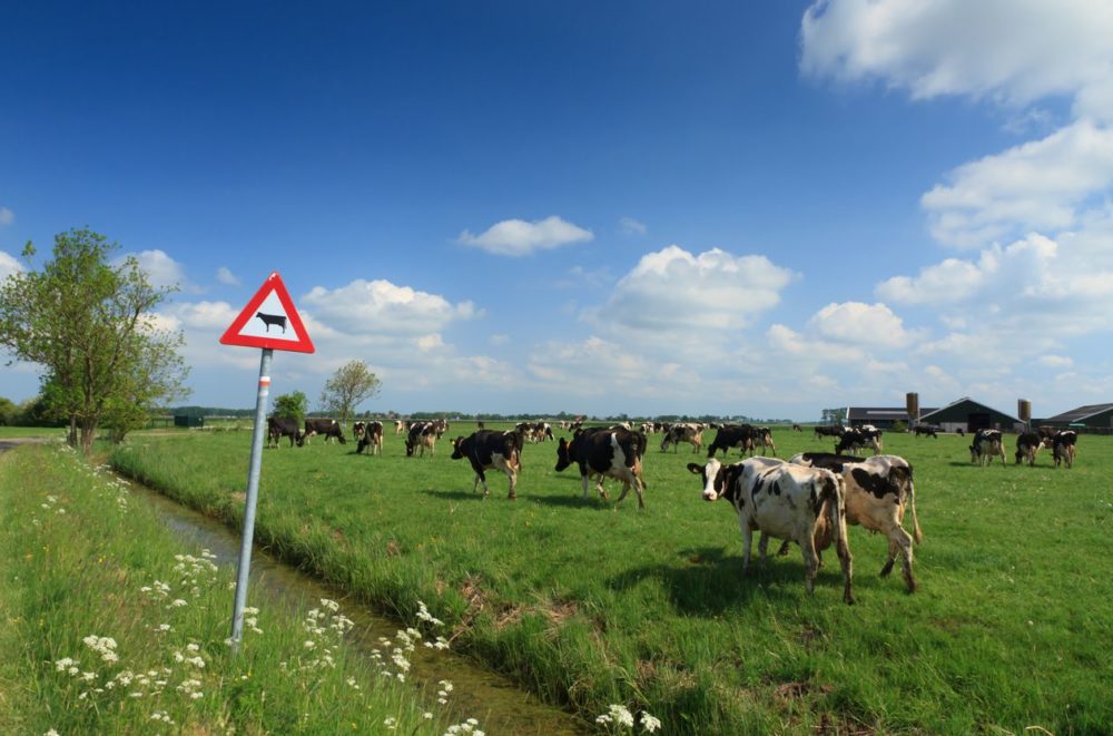 How the Dutch nitrogen revolt highlights ESG investment risks