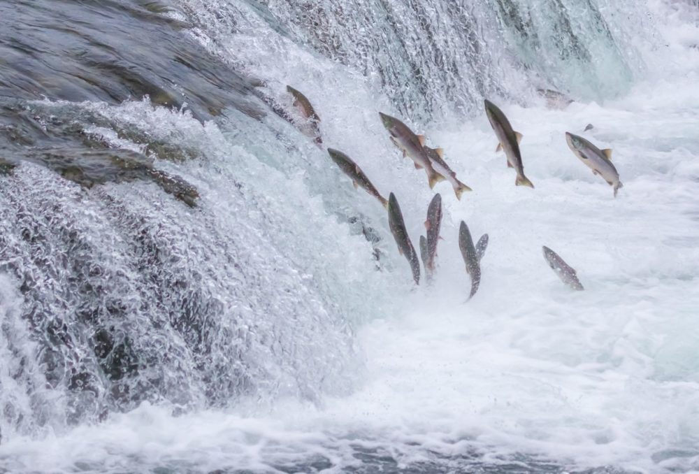 AquaBounty in murky water over safety claims for GE salmon