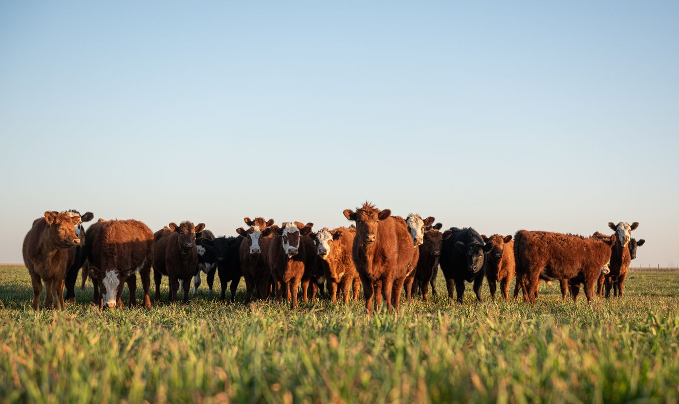 How Enriched Ag's m mega-seed round could lower cattle emissions