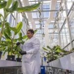 Elo Life Systems is best known for its work with Dole to retool the DNA of the ubiquitous Cavendish banana plant variety to resist the Fusarium wilt fungal disease that is threatening the future of the fruit.
