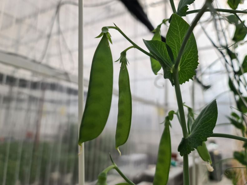 Plantae Bioscience uses CRISPR to eliminate sapponins in yellow peas