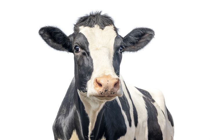 Cows are a big source of methane emissions