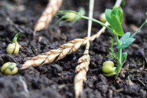 Regenerative agriculture and cover crops