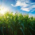 Locus Ag products can improve yields in row crops including corn, claims the firm