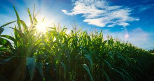Locus Ag products can improve yields in row crops including corn, claims the firm