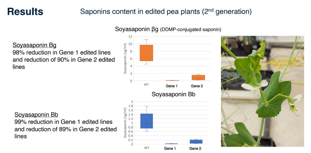 Plantae uses CRISPR techniques to slash the levels of bitter-tasting saponins in yellow peas by up to 99%. 