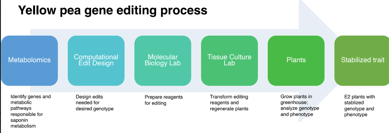 The gene editing process at Plantae Bioscience