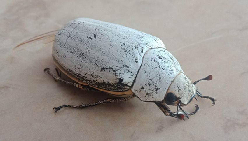 The brilliant white exoskeleton of the Cyphochilus beetle