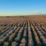 The KIND Almond Acres regenerative ag Initiative