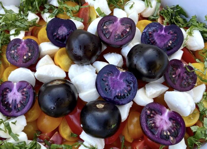 GM purple tomatoes from Norfolk Healthy Produce