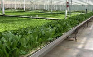 Revol Greens lettuce grown in Tehachapi California