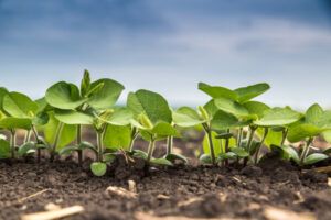 Soybeans growing in field for molecular farming