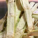 Sugarcane bagasse is a source of cellulosic sugars