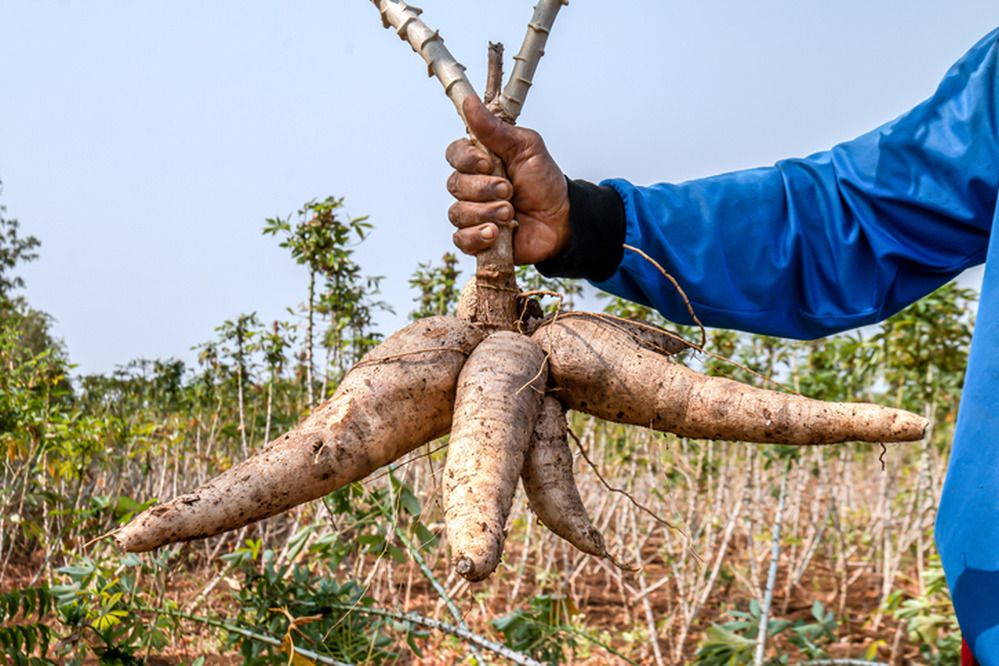 Cassava roots in field