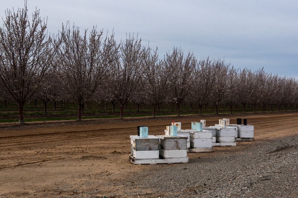Beehives to pollinate almond crops in California