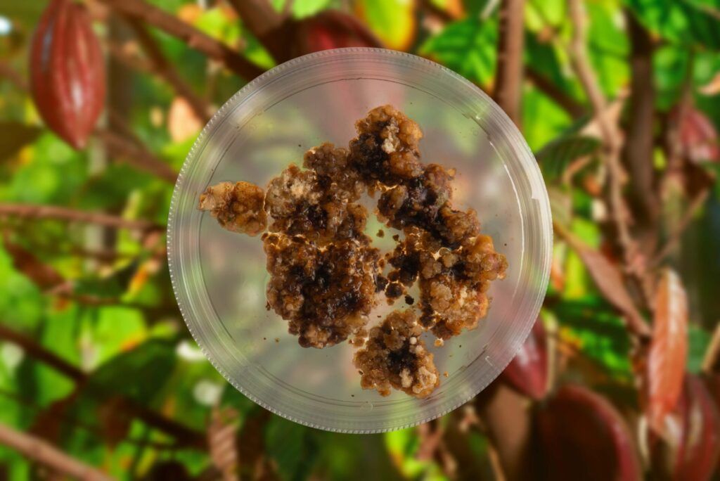 Ayana Bio cacao callus
