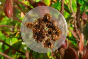 Ayana Bio cacao callus