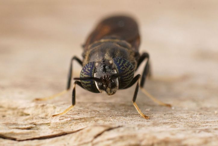 The black soldier fly, Hermetia illucens sitting on wood