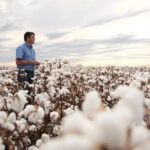 Cotton grown by Sundown Pastoral