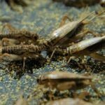 Cricket One edible insects