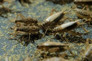 Cricket One edible insects