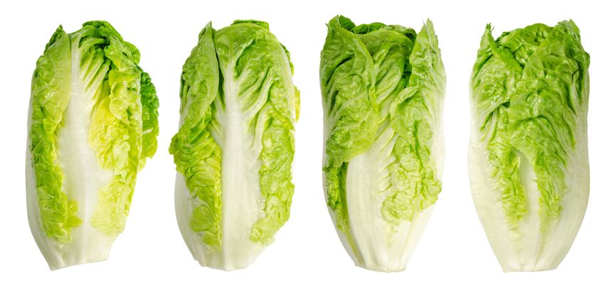 Group of Romaine lettuce hearts in a row, four whole cos lettuce heads