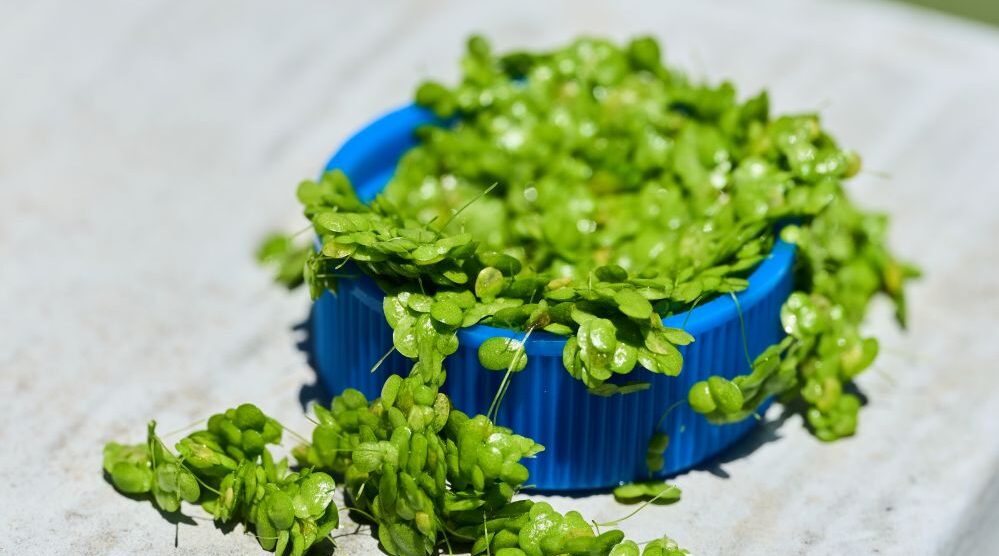 Plantible extracts RuBisCO, a protein found in all leafy greens, from lemna (a.k.a. duckweed).