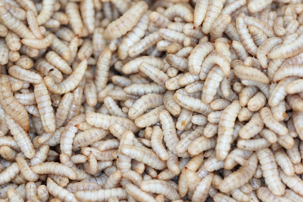 Hermetia illucens - Black soldier​ fly larvae in feeding plate with organic waste, Insect farm.