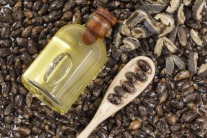 Castor oil from castor beans can serve as a biofuel, says Casterra