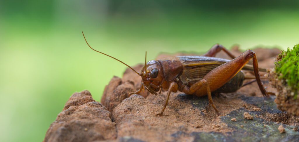 Close up House cricket (Acheta domestica) in tropical forest