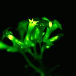Light Bio - glowing flowers