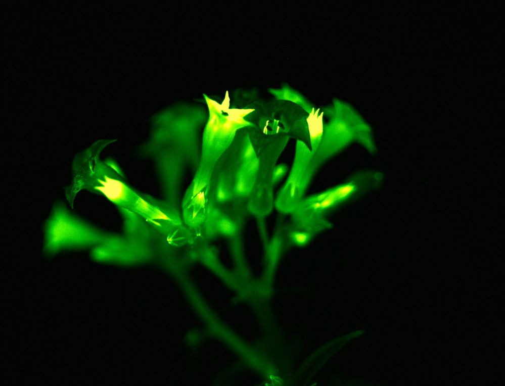 Light Bio - glowing flowers
