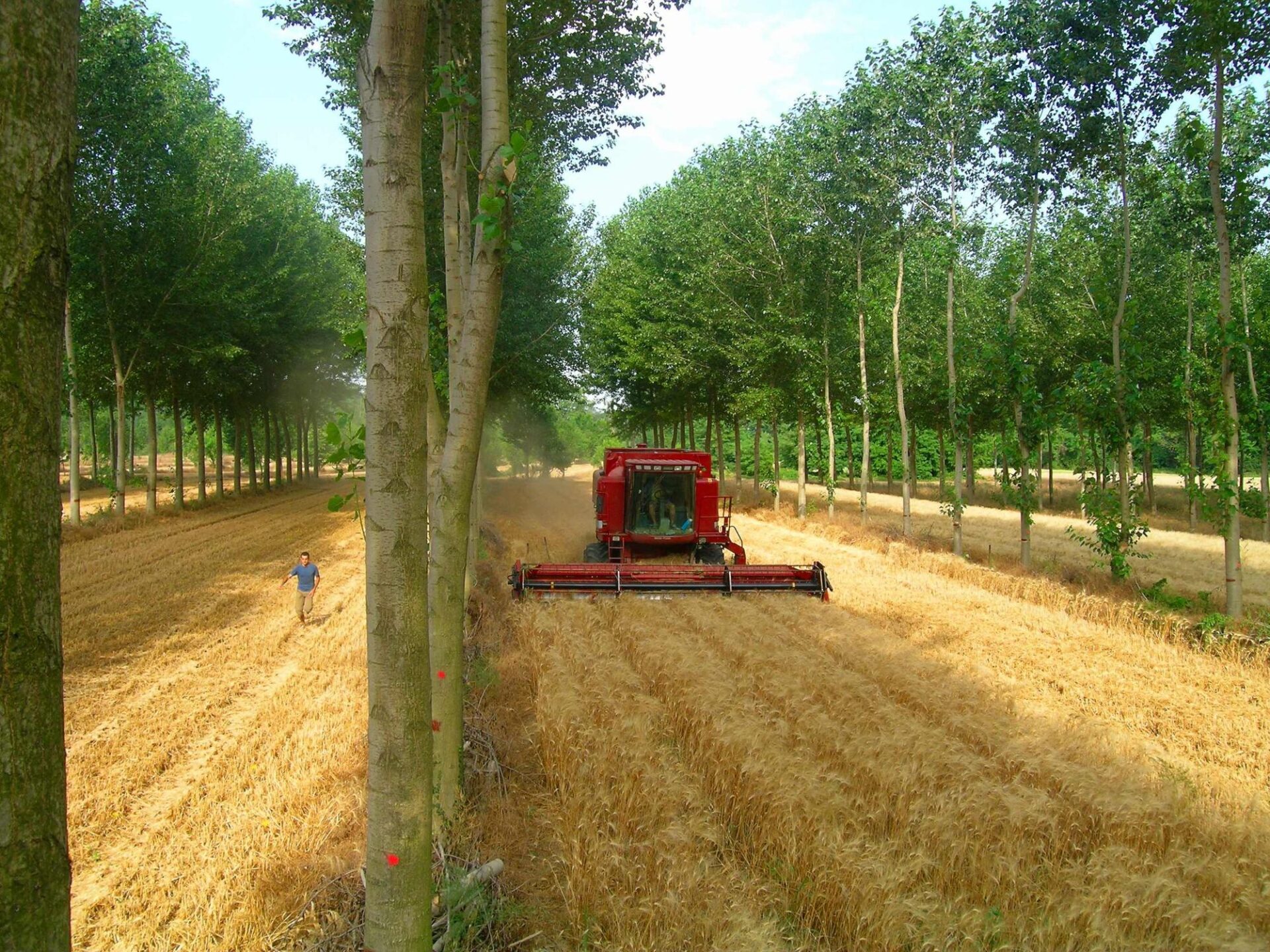 Alley cropping agroforestry in France.