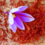 Single crocus flower on a pile of dry saffron stamens. Saffron spice.