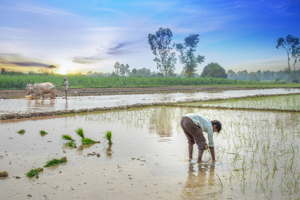 Varaha raises $8.7m to help smallholders in Asia & Africa transition to climate-friendly farming methods