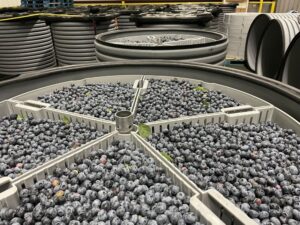 Ripelocker blueberries