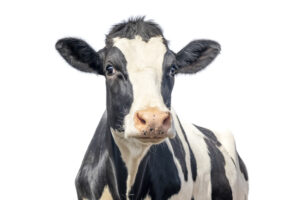 dairy cows can now be fed Bovaer in the US