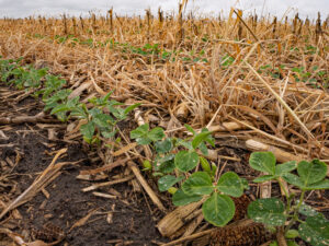 Soybeans growing in cereal rye and corn residue, regenerative agriculture