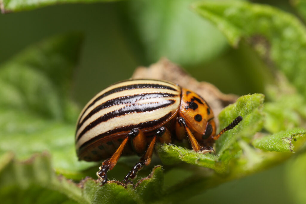 Renaissance Bioscience is initially targeting the Colorado potato beetle.