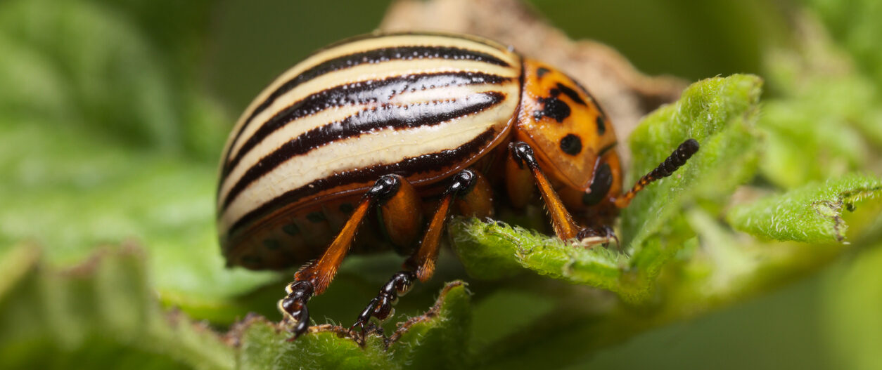 Renaissance Bioscience is initially targeting the Colorado potato beetle.