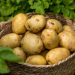 ReaGenics is growing potato biomass via plant cell culture.