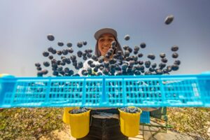 Fruitist is “seeing demand across the world for more premium blueberries,” says CEO Steve Magami. Image credit: Fruitist